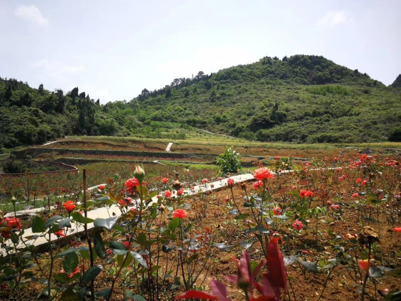 重庆北碚农庄！风景，位置好