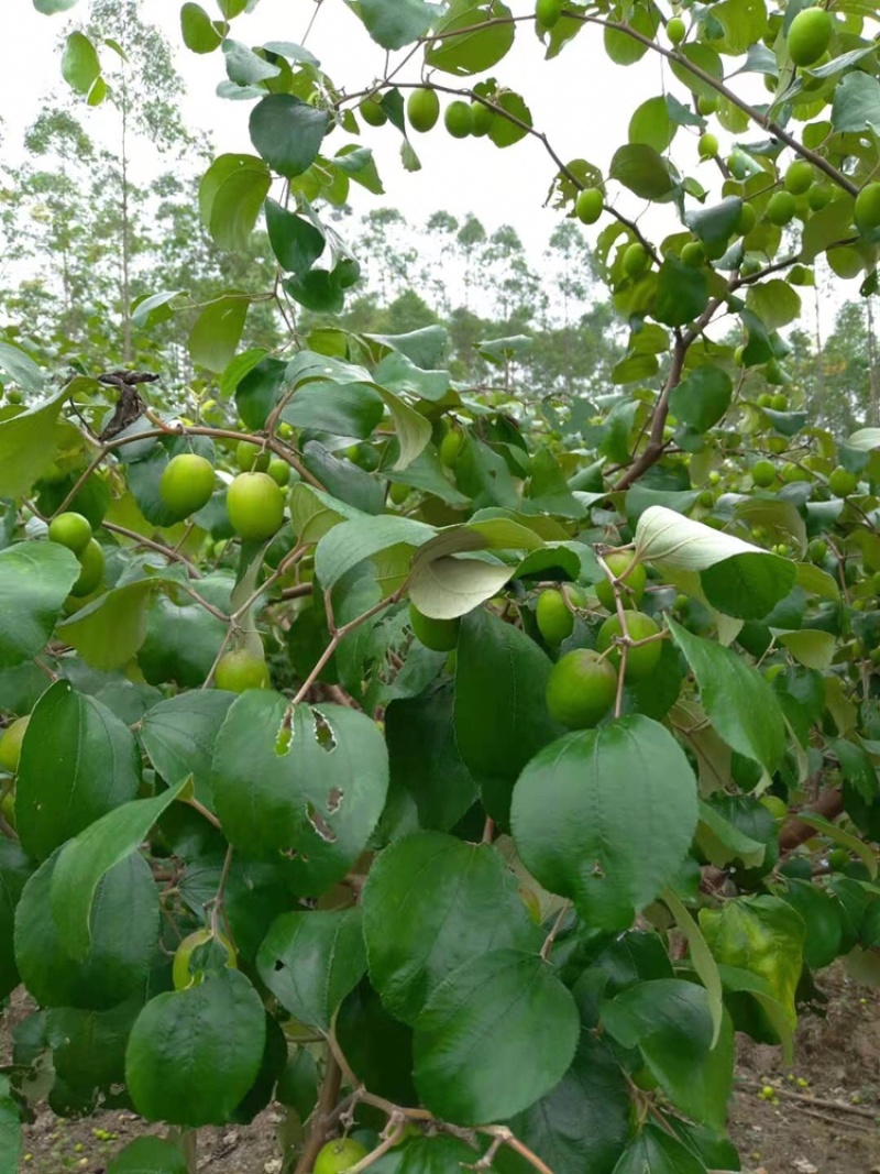 【万亩基地】广西大青枣冬枣蜜丝枣脆甜可口丝滑牛奶枣