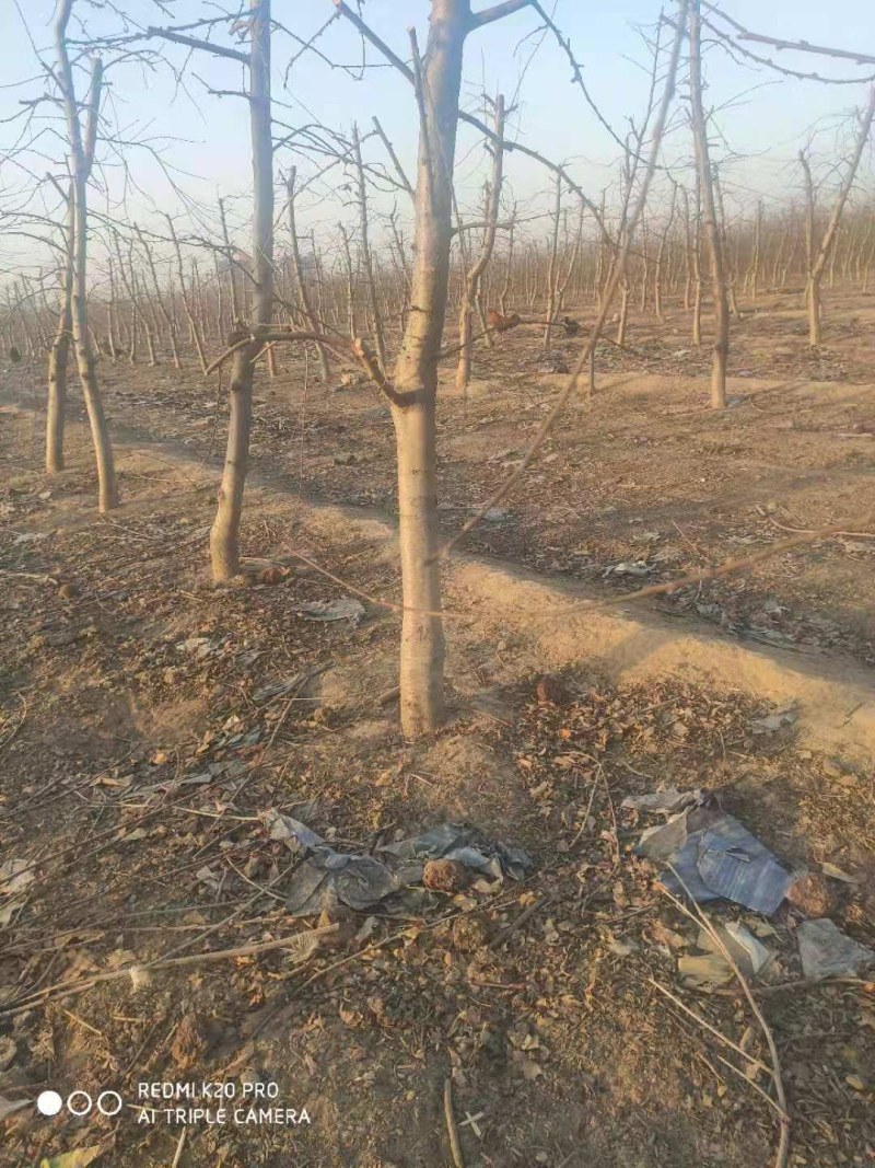 绿化苗木各种果树，绿化树大量供应