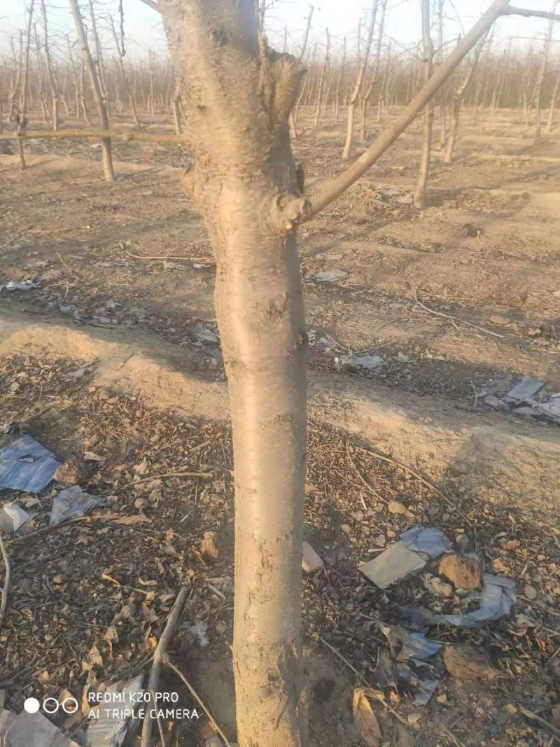 绿化苗木各种果树，绿化树大量供应