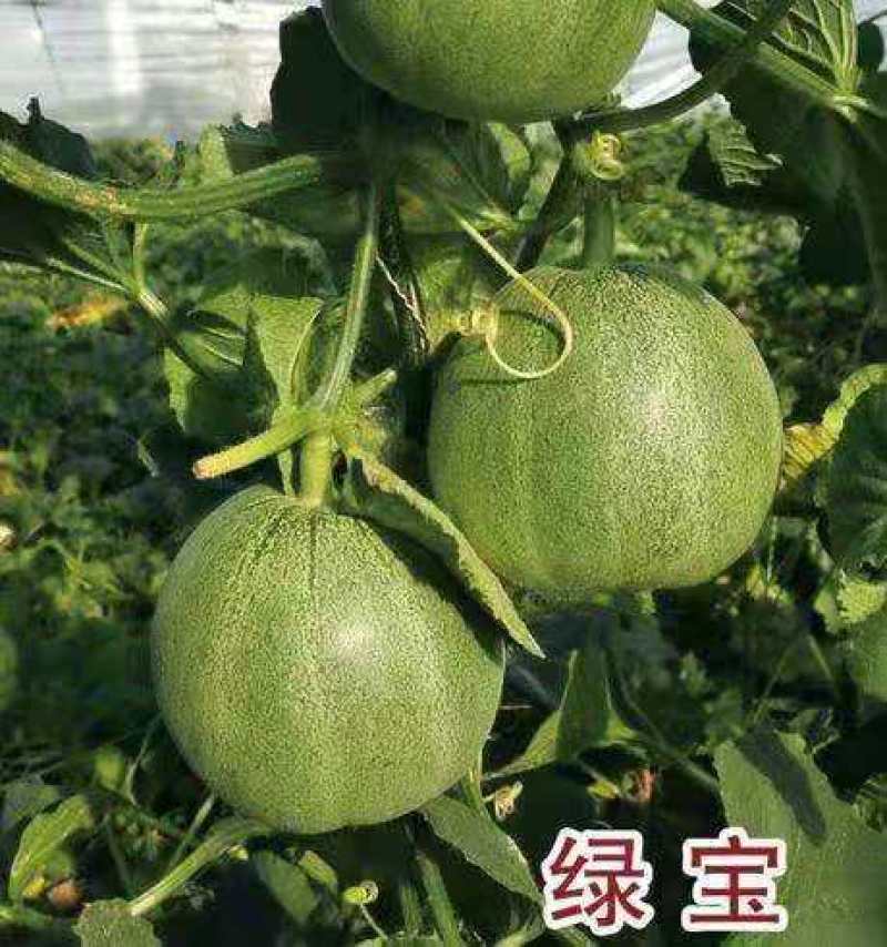 莘县绿色有机绿宝甜瓜