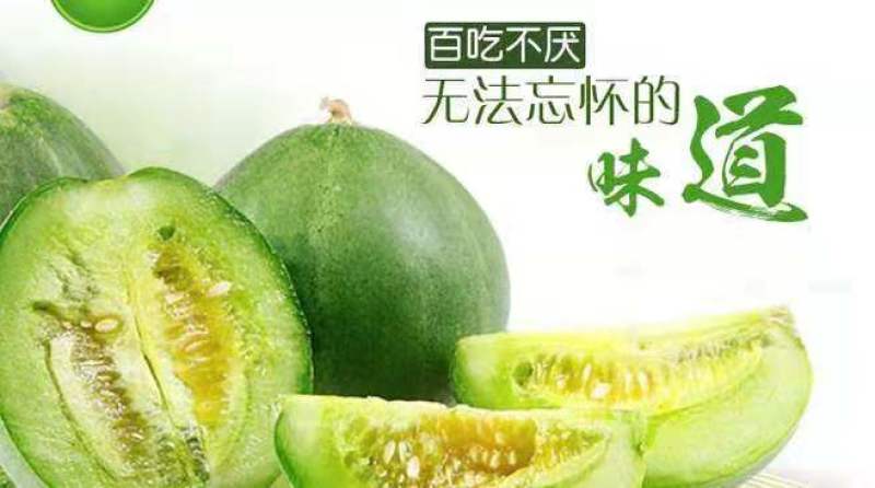 莘县绿色有机绿宝甜瓜