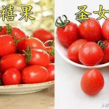 莘县圣女果小西红柿2021年3月1号开始上市