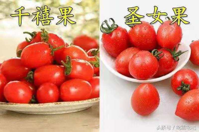 莘县圣女果小西红柿2021年3月1号开始上市