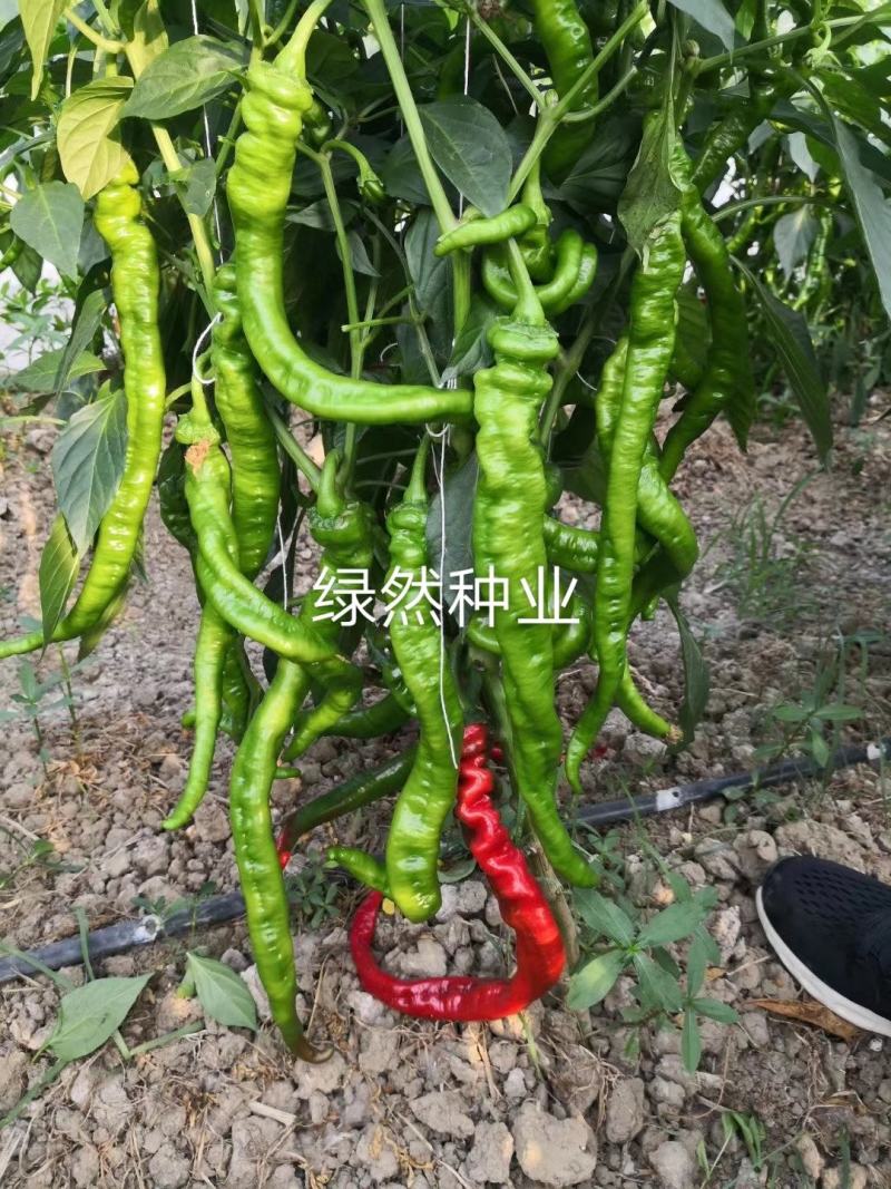 萧新长螺丝1号种子品种基地种植效果早熟品种种子