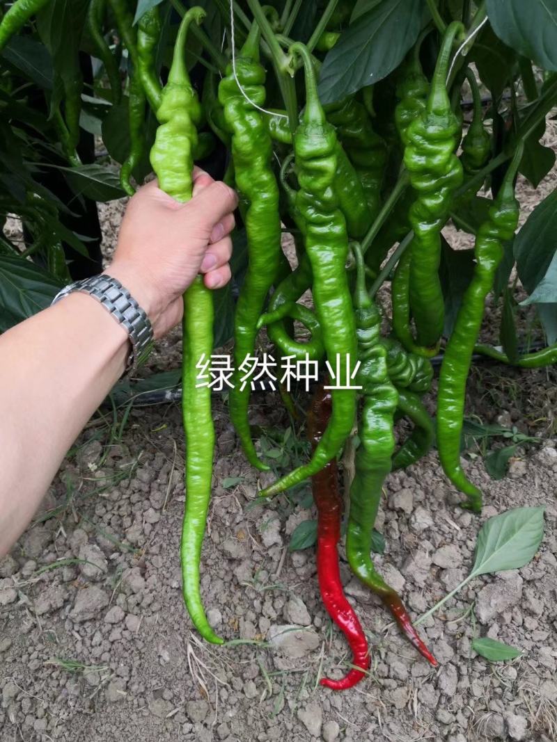 萧新长螺丝1号种子品种基地种植效果早熟品种种子