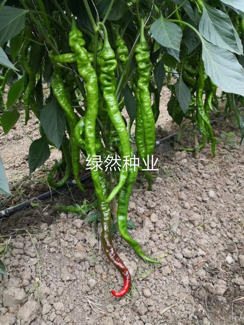 萧新长螺丝1号种子品种基地种植效果早熟品种种子
