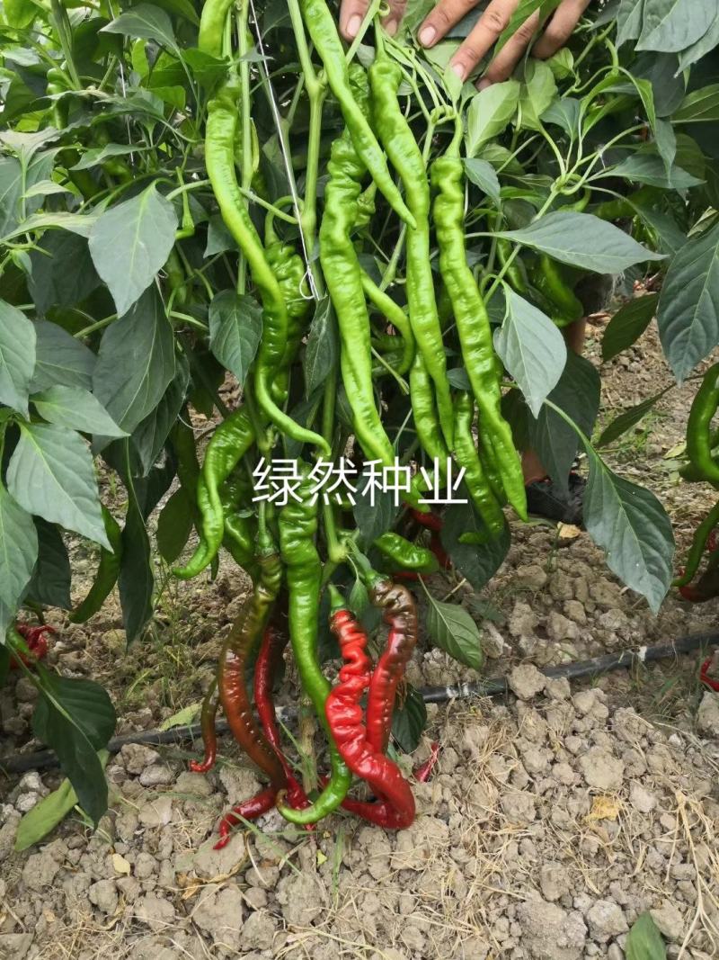 萧新长螺丝1号种子品种基地种植效果早熟品种种子