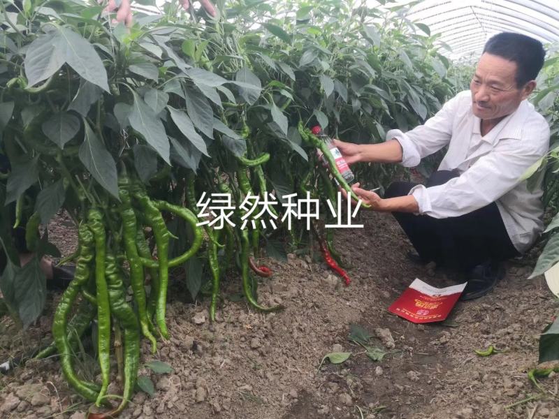 萧新长螺丝1号种子品种基地种植效果早熟品种种子