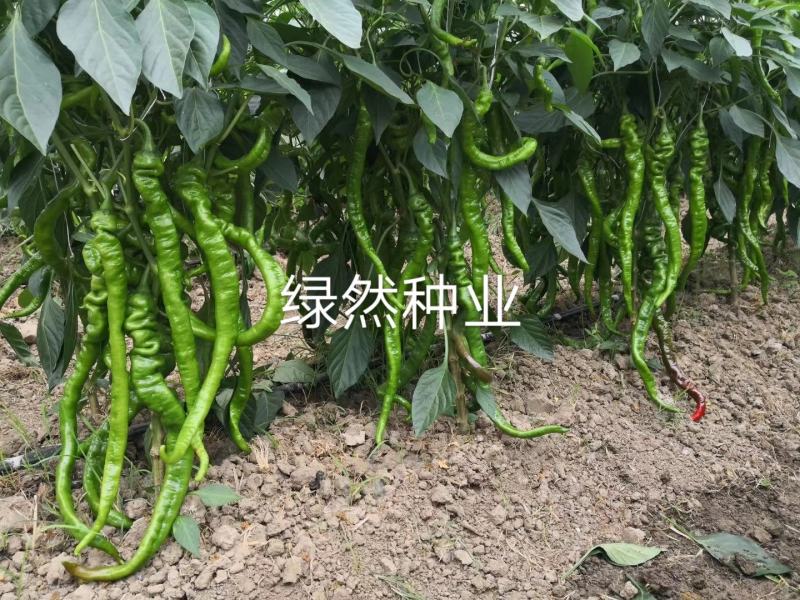 萧新长螺丝1号种子品种基地种植效果早熟品种种子
