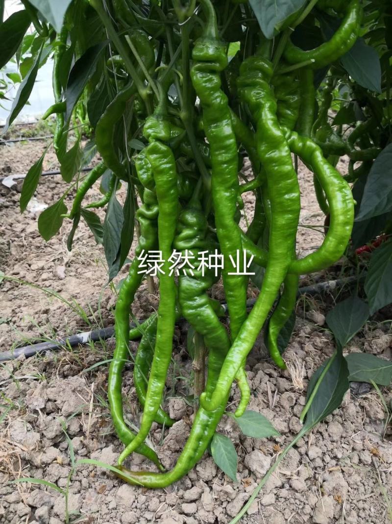 萧新长螺丝1号种子品种基地种植效果早熟品种种子