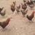 江西崇仁麻鸡120天到140天公鸡，千亩养殖基地大量供应