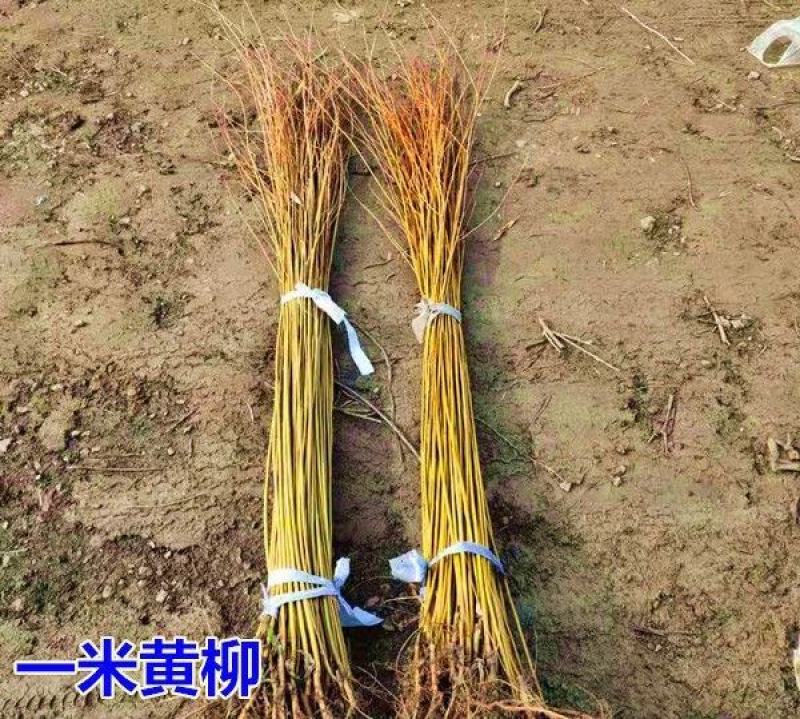 垂柳柳树苗竹柳青皮垂柳黄金垂柳金丝垂柳基地直销
