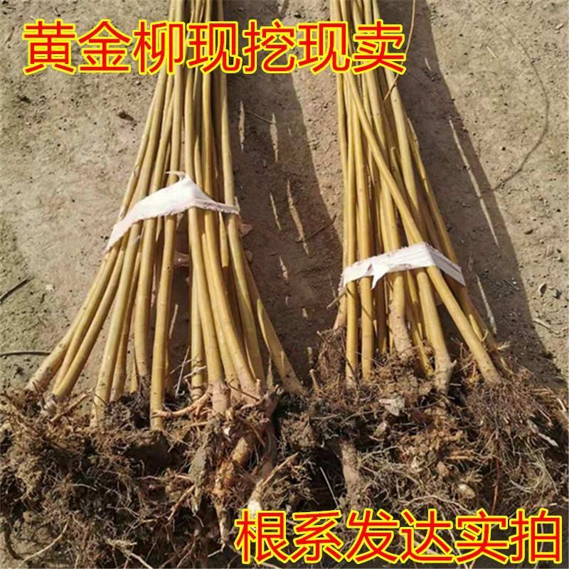 垂柳柳树苗竹柳青皮垂柳黄金垂柳金丝垂柳基地直销