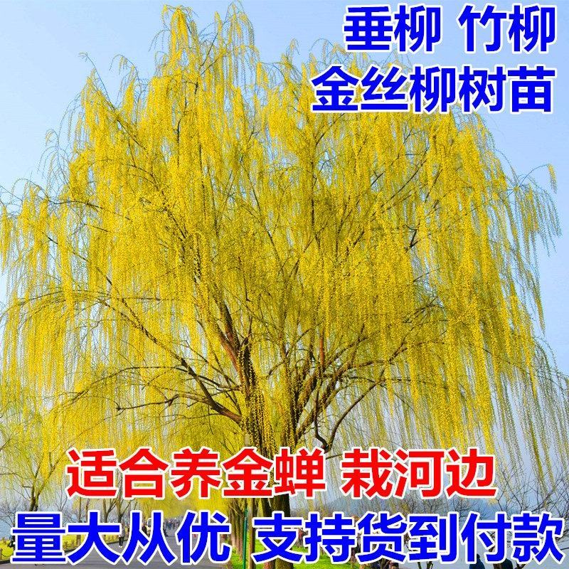 垂柳柳树苗竹柳青皮垂柳黄金垂柳金丝垂柳基地直销