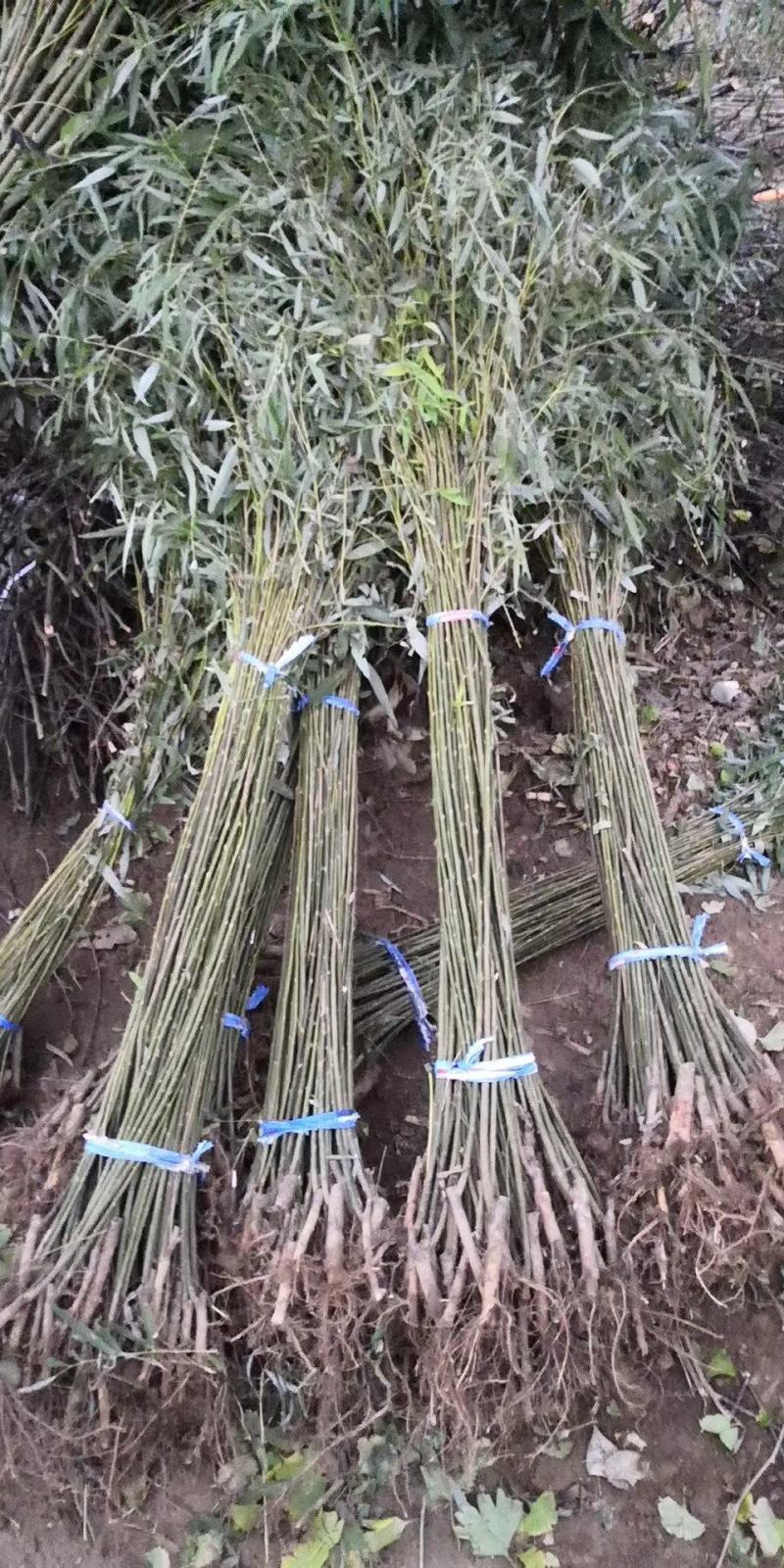 垂柳柳树苗竹柳青皮垂柳黄金垂柳金丝垂柳基地直销