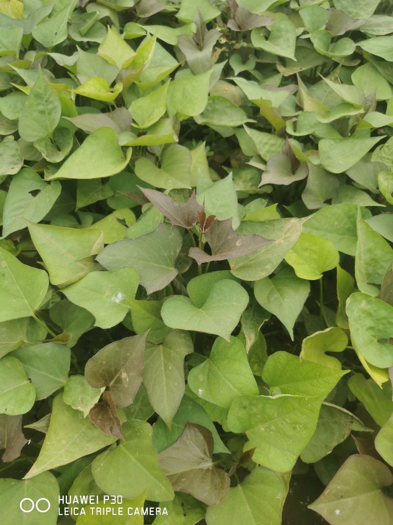 红薯苗原种脱毒红薯苗品种齐全产地直发大量供应欢迎咨询