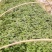 红薯苗原种脱毒红薯苗品种齐全产地直发大量供应欢迎咨询