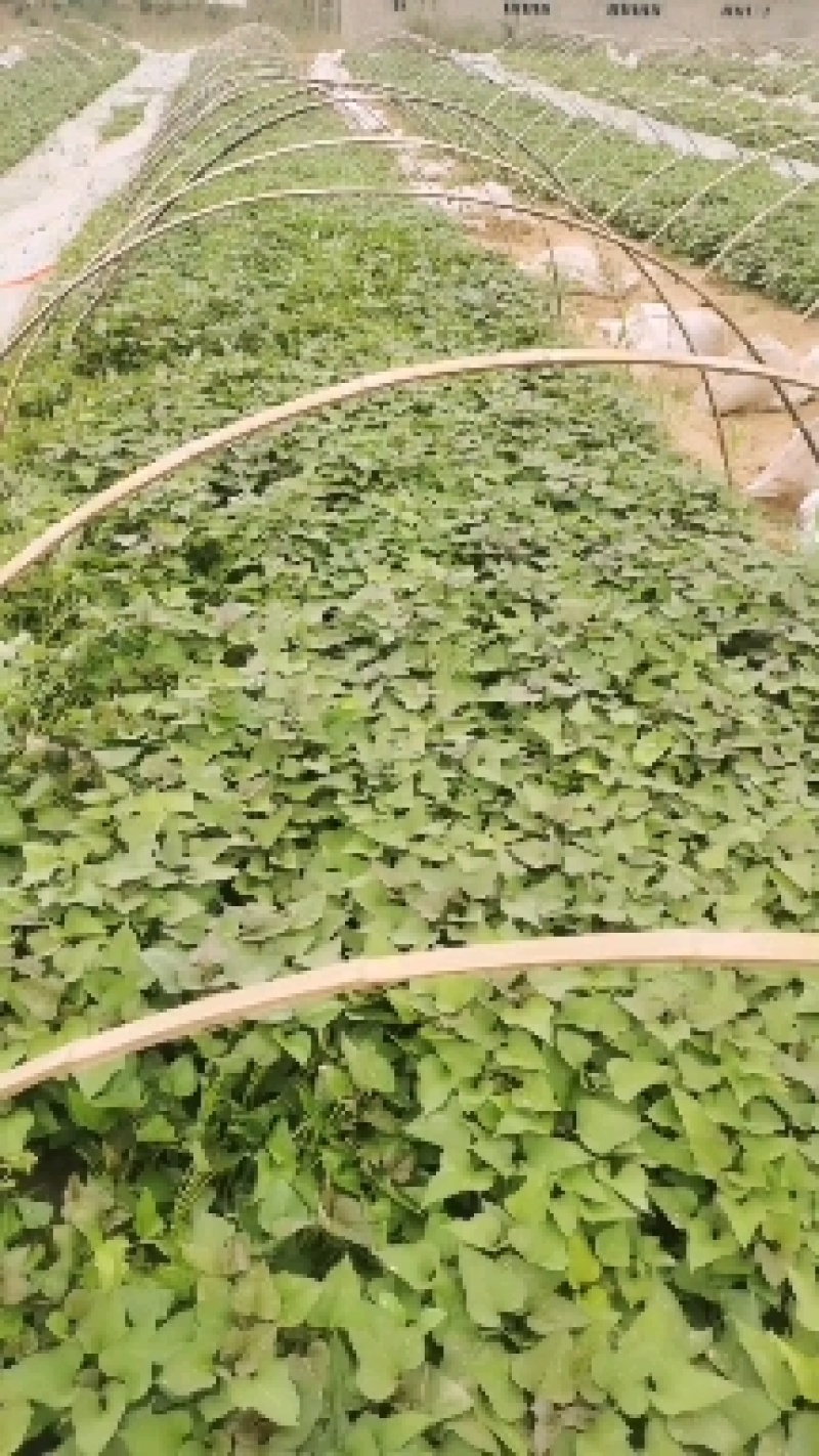 红薯苗原种脱毒红薯苗品种齐全产地直发大量供应欢迎咨询