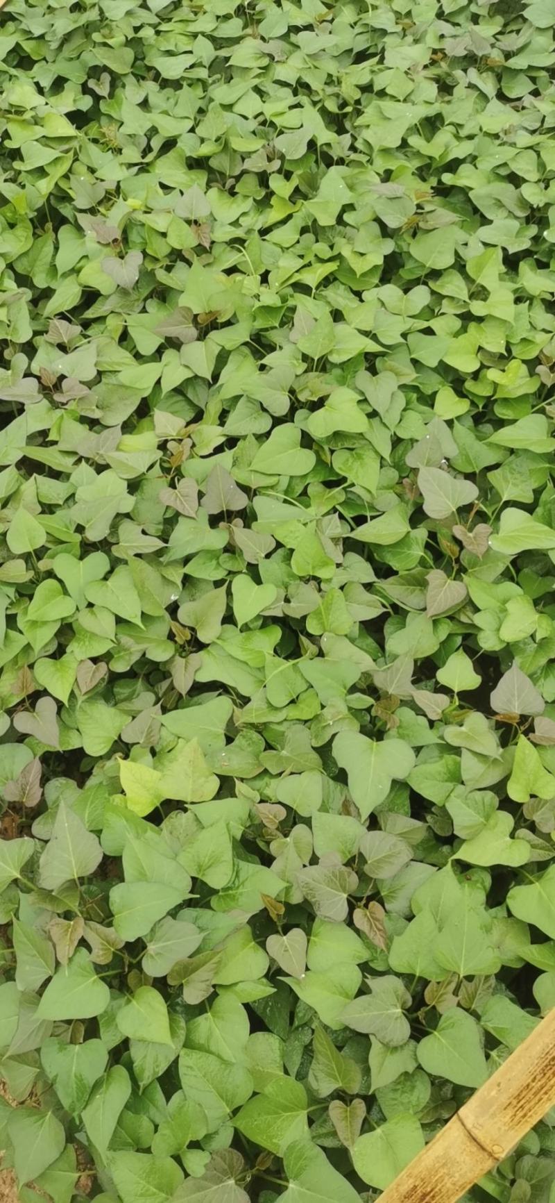 红薯苗原种脱毒红薯苗品种齐全产地直发大量供应欢迎咨询