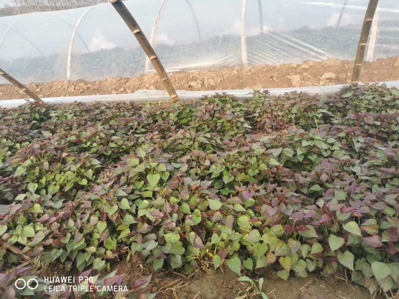 红薯苗原种脱毒红薯苗品种齐全产地直发大量供应欢迎咨询