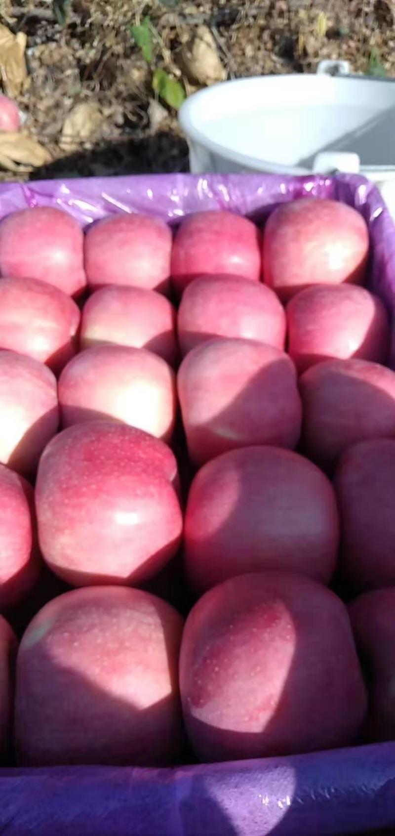 【苹果】优质红富士口感脆甜大量上市，产地直发，量大货优