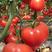 精品硬粉西红柿，弧三以上，产地直销，专供商超