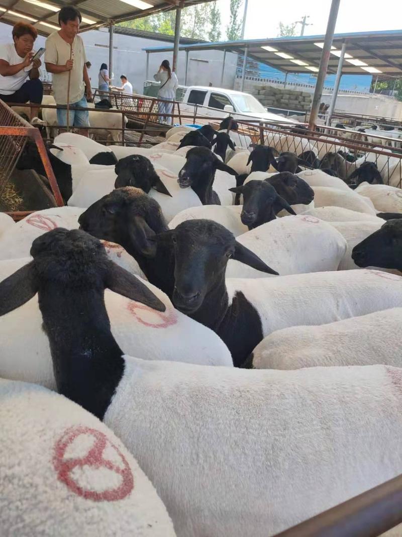 杜泊绵羊大量供应黑头杜波羊活羊有需要养殖可以联系