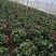 茶花大量现货质量保证价钱合适顾客至上