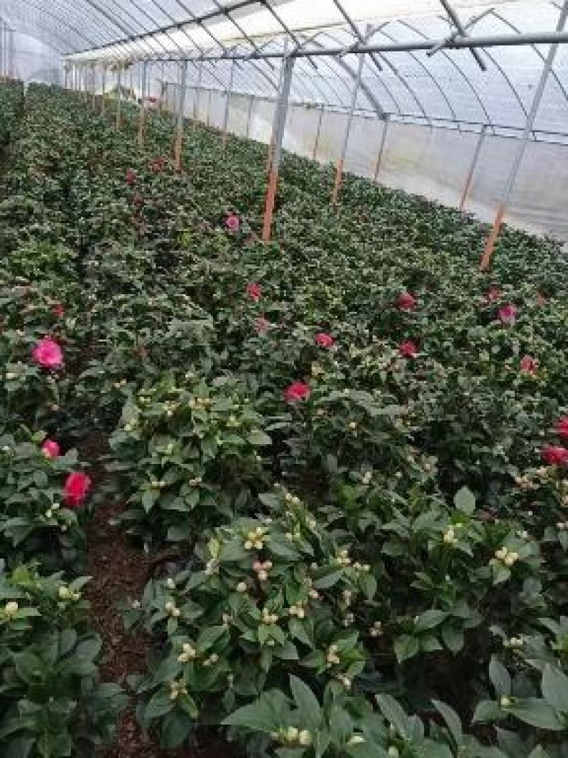 茶花大量现货质量保证价钱合适顾客至上