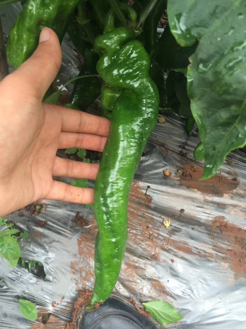 蛟龙一号螺丝椒种子，抗病强，产量高，果长28到35公分