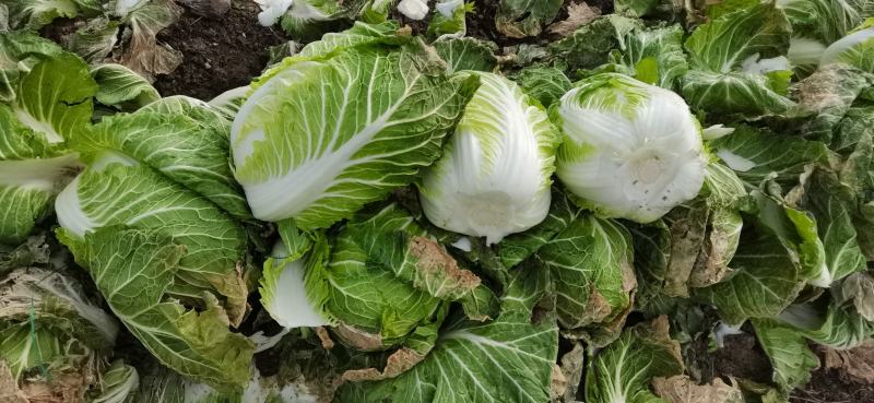 本地大量黄心大白菜，产地直发，货源充足，诚信经营欢迎采购