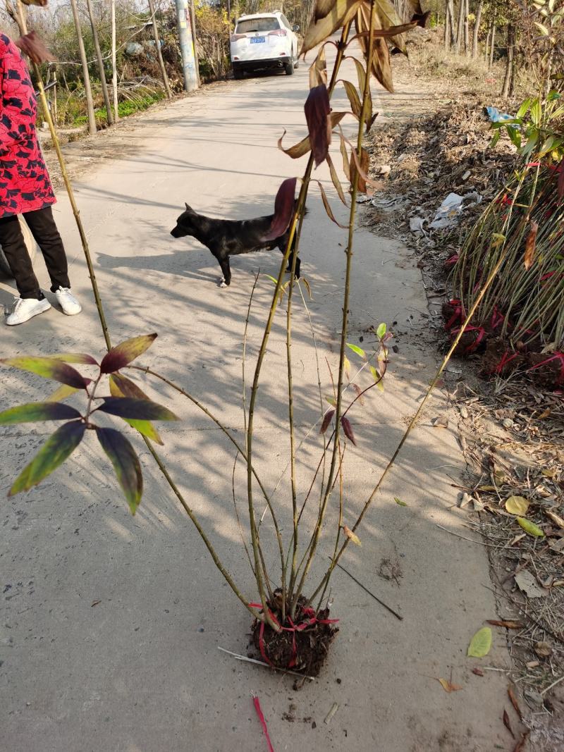 连翘苗，连翘小苗，连翘球，工程苗，连翘小毛球