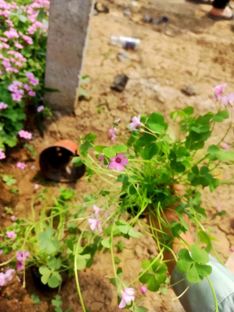 紫叶醡酱草酢浆草紫叶三叶草紫蝴蝶醡浆草庭院耐寒四季花卉盆栽