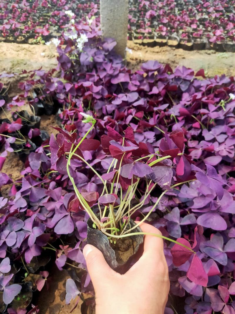 紫叶醡酱草酢浆草紫叶三叶草紫蝴蝶醡浆草庭院耐寒四季花卉盆栽