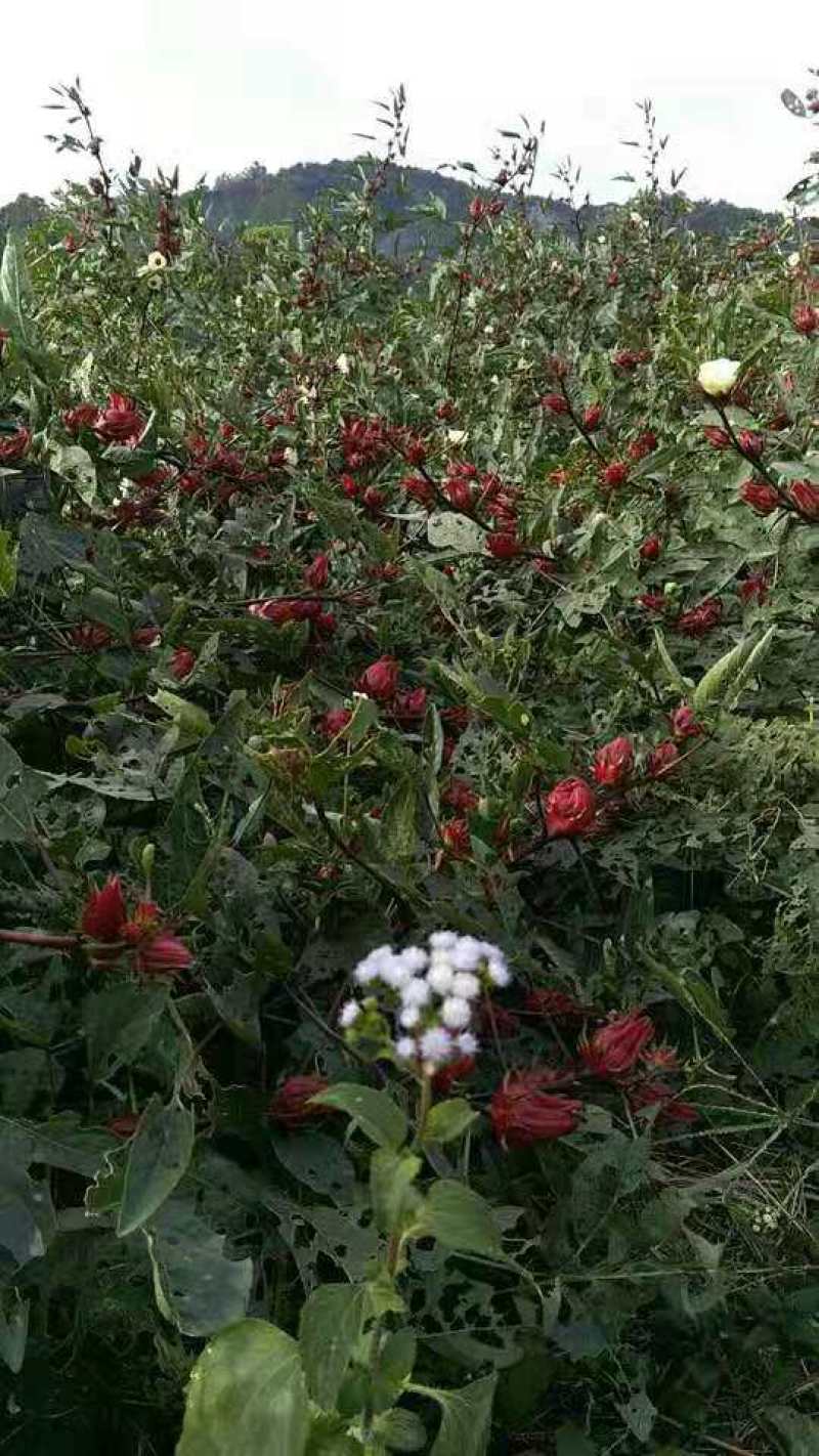 新鲜玫瑰茄洛神花红桃K自家种植当天采摘当天发货，有货