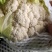 【🐮牛商】菜花2~3斤紧花乳白