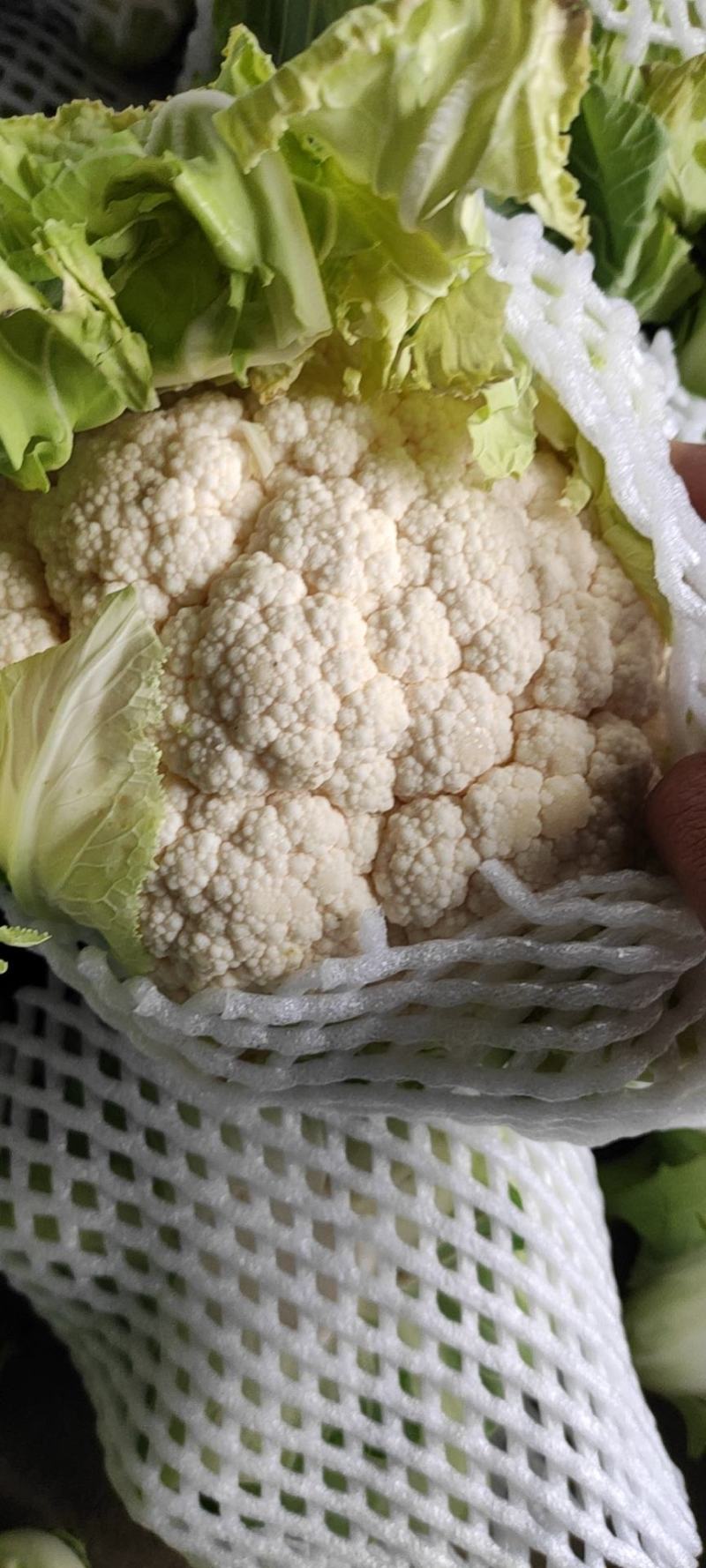 【🐮牛商】菜花2~3斤紧花乳白