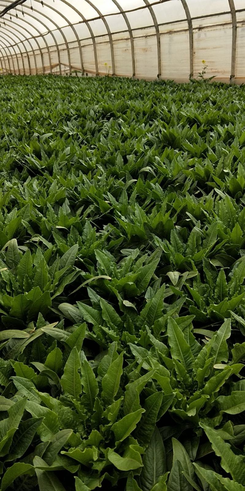 油麦菜便宜卖了！要的赶快！手要快