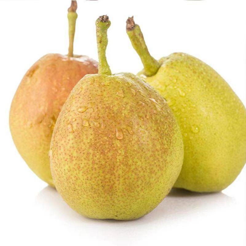【新疆香梨】源自西域库尔勒特色水果皮薄脆甜小香梨