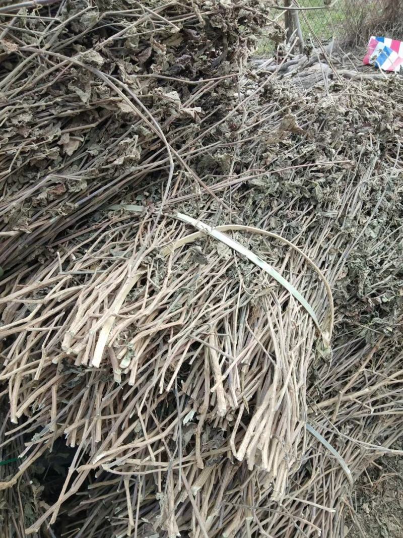 广藿香，产地直供，含量高