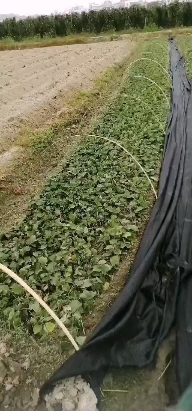 广藿香，产地直供，含量高