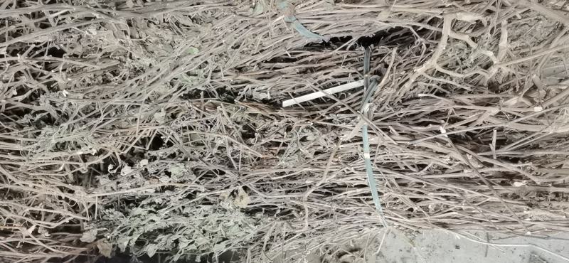 广藿香，产地直供，含量高