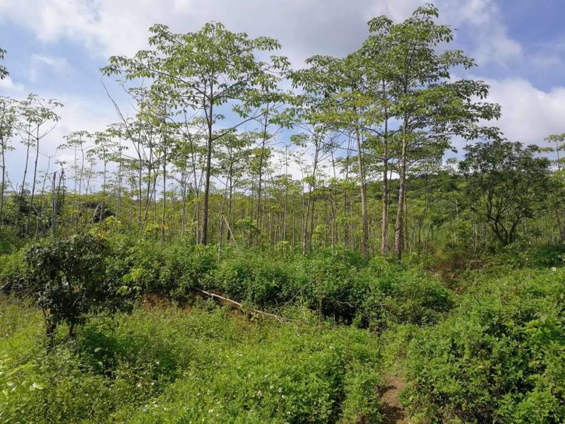 木棉树，本地木棉，红花木棉，英雄树，攀枝花