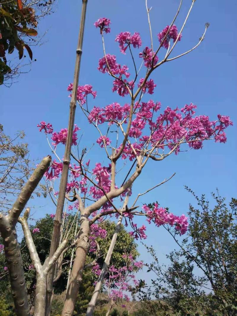 紫花风铃木(多花紫花风铃木袋苗)二百棵起售(有便宜货)