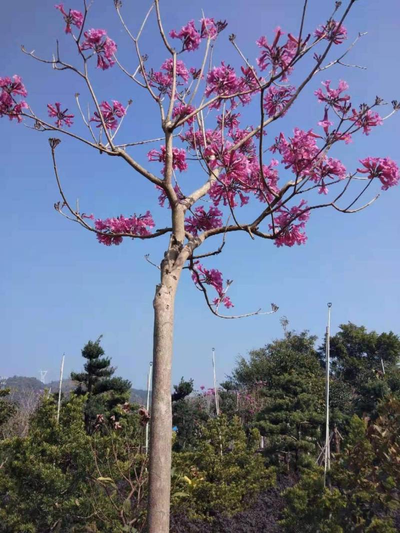 紫花风铃木(多花紫花风铃木袋苗)二百棵起售(有便宜货)