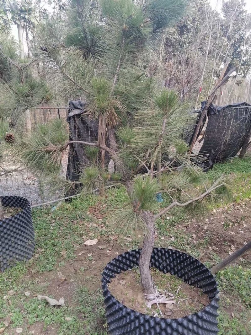 造型松，造型景观松树，景松，价格不贵，欢迎咨询
