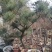 造型松，造型景观松树，景松，价格不贵，欢迎咨询