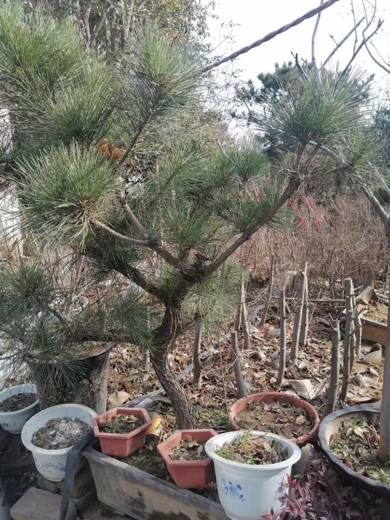 造型松，造型景观松树，景松，价格不贵，欢迎咨询
