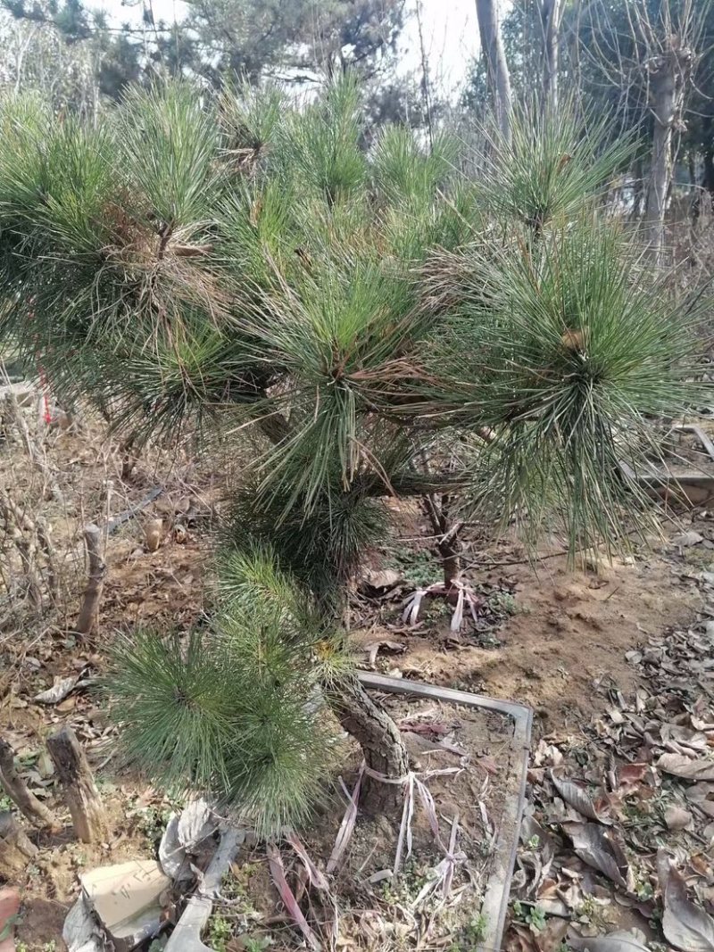 造型松，造型景观松树，景松，价格不贵，欢迎咨询